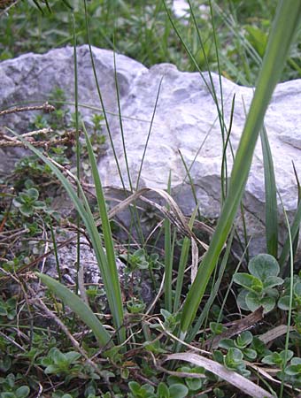 Carex flacca \ Blaugrne Segge / Blue Sedge, Carnation Grass, A Menauer Alm 31.5.2008
