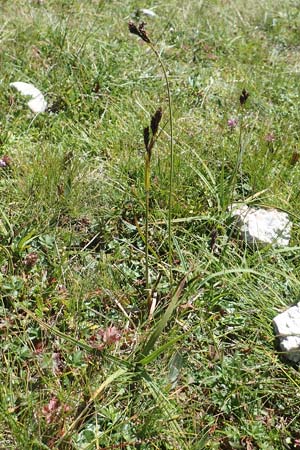 Carex atrata \ Geschwrzte Segge / Black Alpine Sedge, A Kärnten/Carinthia, Petzen 8.8.2016