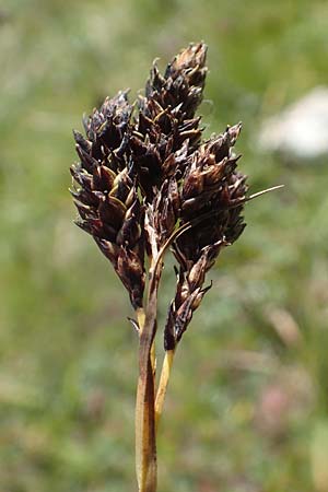 Carex atrata \ Geschwrzte Segge, A Kärnten, Petzen 8.8.2016