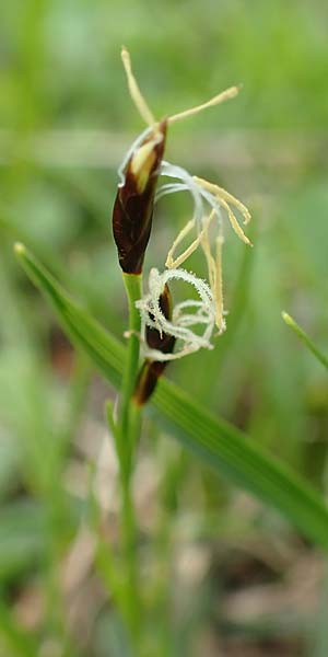 Carex ferruginea \ Rost-Segge / Rusty Sedge, A Schneealpe 30.6.2020