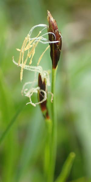 Carex ferruginea \ Rost-Segge / Rusty Sedge, A Schneealpe 30.6.2020