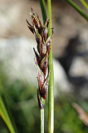 Carex sempervirens \ Horst-Segge, Immergrne Segge / Evergreen Sedge, A Lawinenstein 5.7.2020