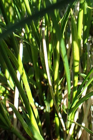 Carex sempervirens \ Horst-Segge, Immergrne Segge / Evergreen Sedge, A Lawinenstein 5.7.2020