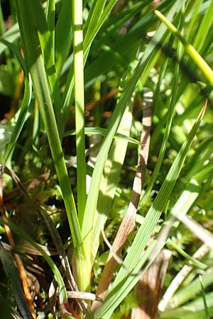 Carex canescens \ Graue Segge, A Tauplitz-Alm 8.7.2020