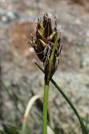 Carex curvula \ Gewhnliche Krumm-Segge, A Seetaler Alpen, Zirbitzkogel 28.6.2021