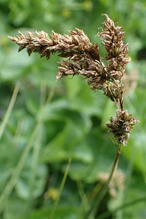 Carex paniculata \ Rispen-Segge / Greater Tussock Sedge, A Pusterwald, Eiskar 29.6.2021