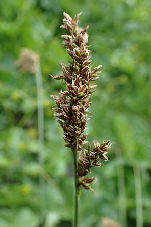 Carex paniculata \ Rispen-Segge / Greater Tussock Sedge, A Pusterwald, Eiskar 29.6.2021