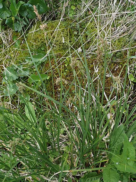 Carex paniculata \ Rispen-Segge, A Pusterwald, Eiskar 29.6.2021