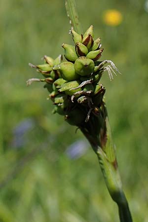 Carex vaginata \ Scheiden-Segge, A Wölzer Tauern, Kleiner Zinken 24.7.2021