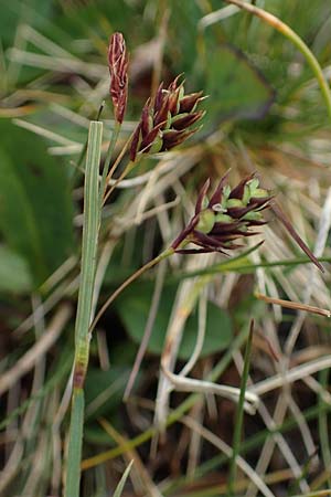 Carex paupercula \ Riesel-Segge / Tall Bog Sedge, A Niedere Tauern, Sölk-Pass 26.7.2021