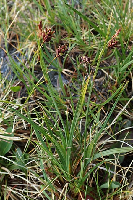 Carex paupercula \ Riesel-Segge / Tall Bog Sedge, A Niedere Tauern, Sölk-Pass 26.7.2021