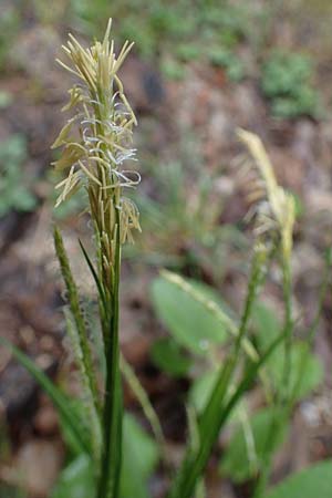 Carex sylvatica \ Wald-Segge, A Türnitz 6.5.2022