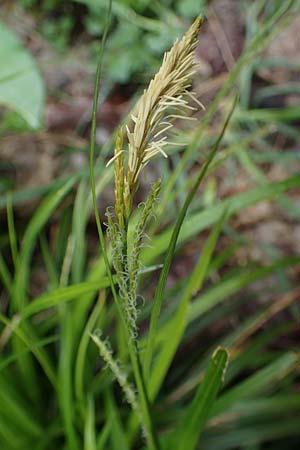 Carex sylvatica \ Wald-Segge, A Türnitz 6.5.2022