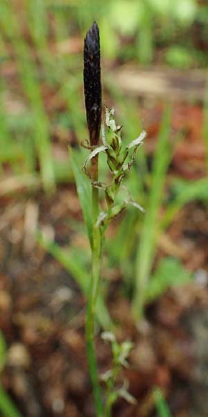 Carex pilosa \ Wimper-Segge / Hairy Greenweed, A Krems 7.5.2022