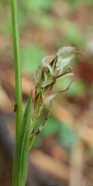 Carex pilosa \ Wimper-Segge / Hairy Greenweed, A Krems 7.5.2022