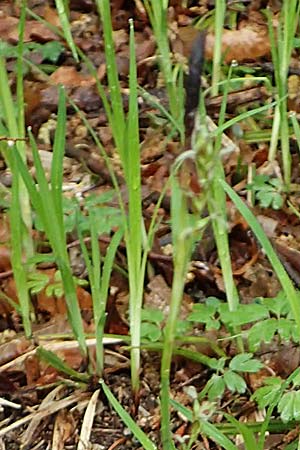 Carex pilosa \ Wimper-Segge / Hairy Greenweed, A Krems 7.5.2022