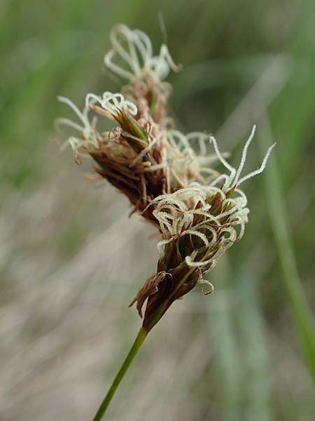 Carex praecox \ Frhe Segge / Vernal Sedge, A Seewinkel, Apetlon 8.5.2022