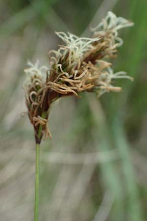 Carex praecox \ Frhe Segge / Vernal Sedge, A Seewinkel, Apetlon 8.5.2022