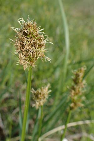 Carex otrubae \ Hain-Segge, Falsche Fuchs-Segge / False Fox Sedge, A Seewinkel, Apetlon 8.5.2022