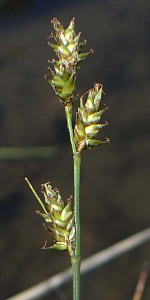 Carex echinata \ Igel-Segge, Stern-Segge / Star Sedge, A Kärnten/Carinthia, Koralpe 1.7.2022