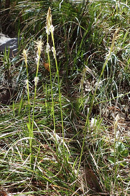 Carex alba \ Weie Segge / White Sedge, A Osttirol, Lienz 5.4.2023