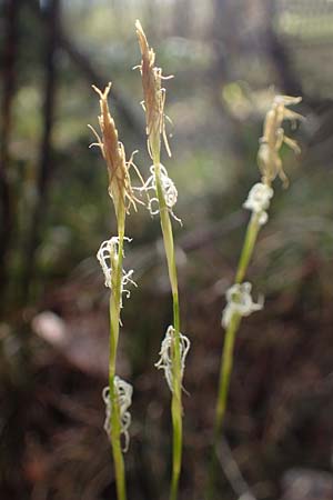 Carex alba \ Weie Segge / White Sedge, A Osttirol, Lienz 5.4.2023