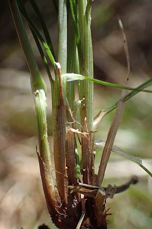 Carex alba \ Weie Segge / White Sedge, A Osttirol, Lienz 5.4.2023