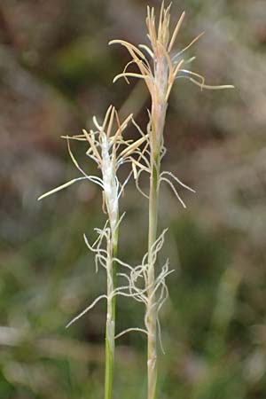 Carex alba \ Weie Segge / White Sedge, A Osttirol, Lienz 5.4.2023