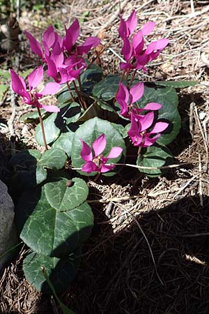 Cyclamen purpurascens \ Europisches Alpenveilchen / Cyclamen, A Kärnten/Carinthia, Petzen 8.8.2016