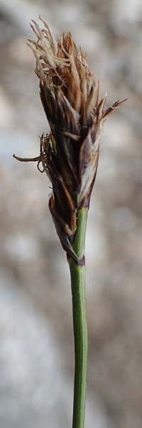 Carex curvula \ Gewhnliche Krumm-Segge, A Seckauer Tauern, Brandstätter Törl 1.7.2021