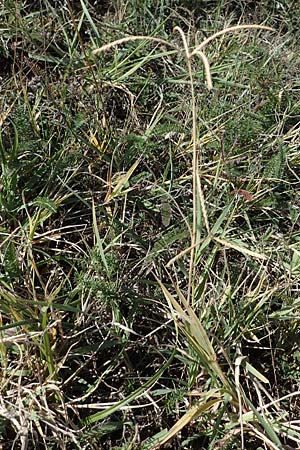 Cynodon dactylon \ Hundszahn-Gras / Bermuda Grass, Cocksfoot Grass, A Seewinkel, Apetlon 23.9.2022