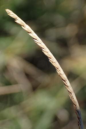 Cynodon dactylon / Bermuda Grass, Cocksfoot Grass, A Seewinkel, Apetlon 23.9.2022