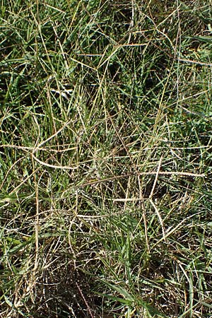 Cynodon dactylon \ Hundszahn-Gras / Bermuda Grass, Cocksfoot Grass, A Seewinkel,  Apetlon 23.9.2022