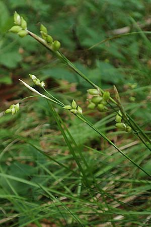 Carex alba \ Weie Segge / White Sedge, A Kärnten/Carinthia, St. Paul im Lavanttal 16.5.2016