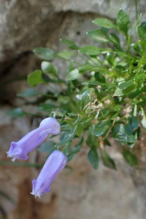 Campanula zoysii \ Zois-Glockenblume / Zois' Bellflower, A Kärnten/Carinthia, Petzen 8.8.2016