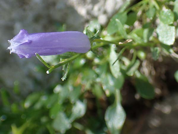 Campanula zoysii \ Zois-Glockenblume / Zois' Bellflower, A Kärnten/Carinthia, Petzen 8.8.2016