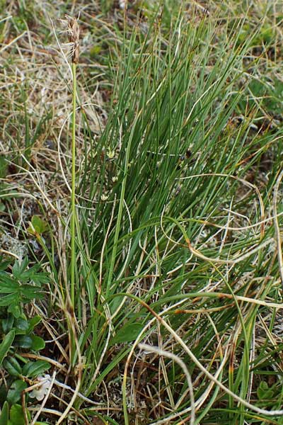 Carex curvula \ Gewhnliche Krumm-Segge, A Seckauer Tauern, Brandstätter Törl 1.7.2021