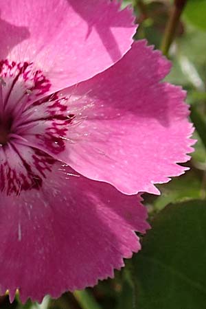 Dianthus alpinus / Alpine Pink, A Rax 28.6.2020