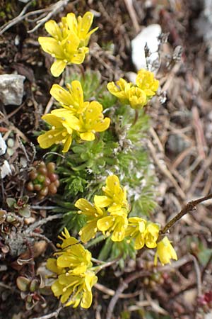 Draba aizoides \ Immergrnes Felsenblmchen, Felsen-Hungerblmchen / Yellow Whitlowgrass, A Kärnten/Carinthia, Hochobir 19.5.2016