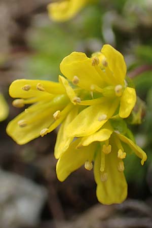 Draba aizoides / Yellow Whitlowgrass, A Carinthia, Hochobir 19.5.2016