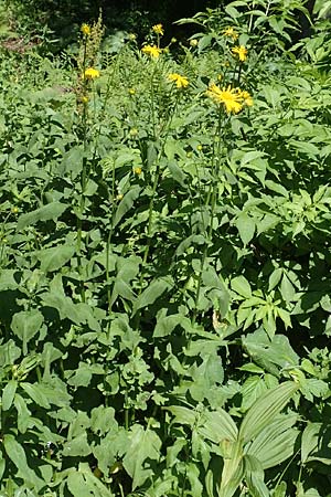 Doronicum austriacum \ sterreicher Gmswurz / Austrian Leopard's-Bane, A Pusterwald 1.7.2019