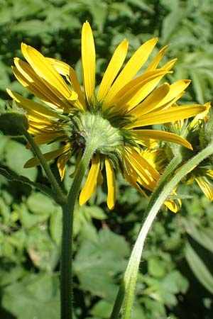 Doronicum austriacum \ sterreicher Gmswurz / Austrian Leopard's-Bane, A Pusterwald 1.7.2019