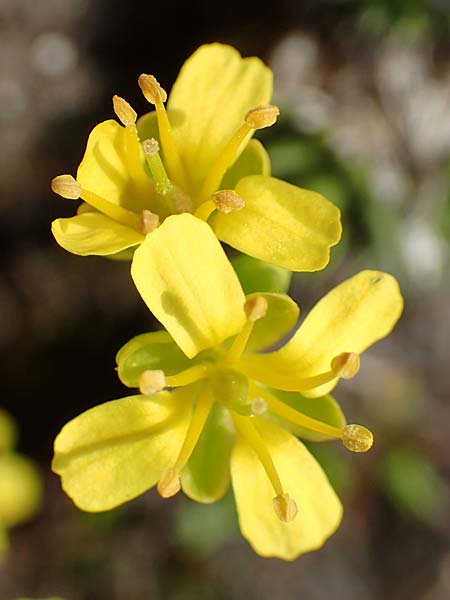 Draba aizoides \ Immergrnes Felsenblmchen, Felsen-Hungerblmchen / Yellow Whitlowgrass, A Trenchtling 3.7.2019