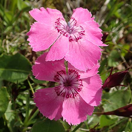 Dianthus alpinus \ Ostalpen-Nelke / Alpine Pink, A Rax 28.6.2020