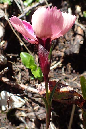 Dianthus alpinus \ Ostalpen-Nelke / Alpine Pink, A Traweng 8.7.2020