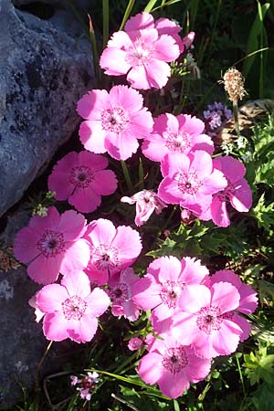 Dianthus alpinus \ Ostalpen-Nelke / Alpine Pink, A Tauplitz-Alm 8.7.2020