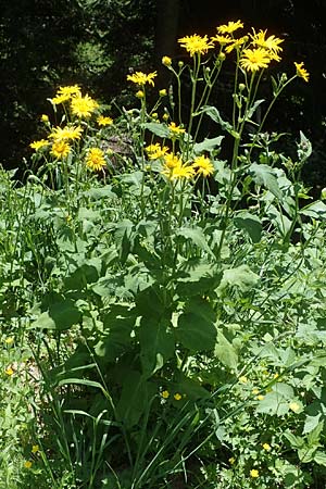 Doronicum austriacum \ sterreicher Gmswurz / Austrian Leopard's-Bane, A Pusterwald 29.6.2021