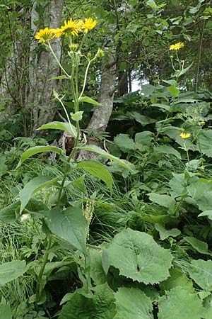 Doronicum austriacum \ sterreicher Gmswurz, A Niedere Tauern, Sölk-Pass 2.7.2021