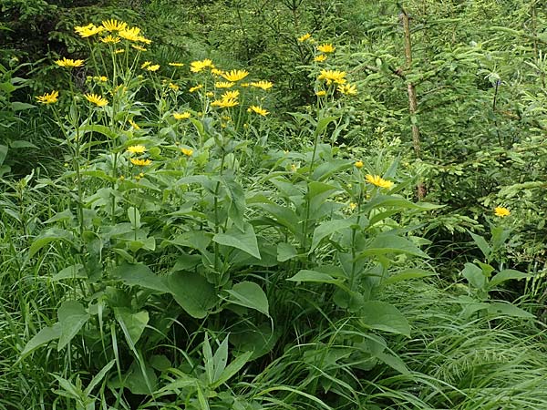 Doronicum austriacum \ sterreicher Gmswurz, A Kärnten, Koralpe 30.6.2022