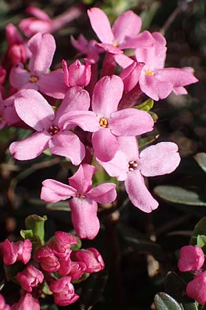 Daphne cneorum \ Rosmarin-Seidelbast, Flaumiger Seidelbast / Garland Flower, A Siegendorf 3.4.2023
